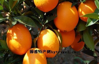 寻乌脐橙，江西赣州特产寻乌脐橙图文介绍