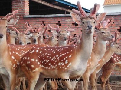 东丰梅花鹿图文介绍