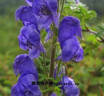 高山乌头,吉林白山特产高山乌头图文介绍