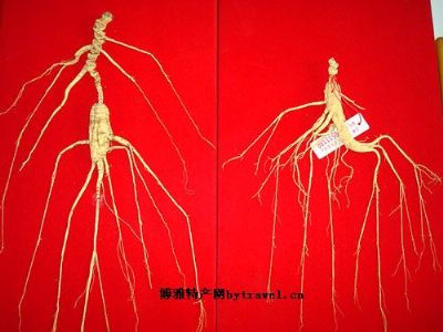 抚松林下山参,吉林白山特产抚松林下山参图文介绍