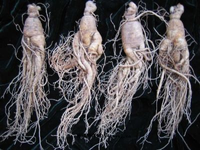 安图人参,吉林延边特产安图人参图文介绍