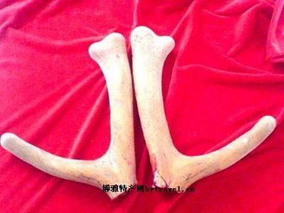 鹿茸图文介绍