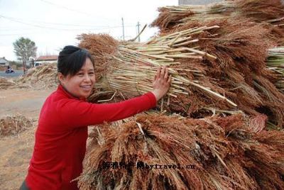 笤帚糜子及笤帚，吉林白城特产笤帚糜子及笤帚图文介绍