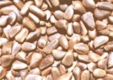 红松籽，吉林吉林市特产红松籽图文介绍