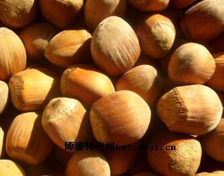 辽阳大果榛子图文介绍