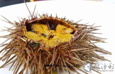 黄海胆,辽宁大连特产黄海胆图文介绍