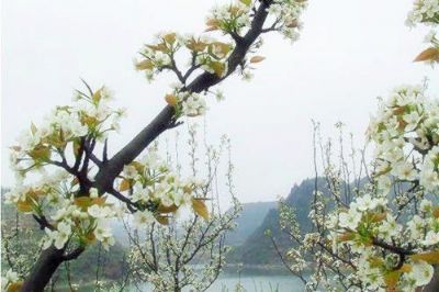 建昌花梨，辽宁葫芦岛特产建昌花梨图文介绍