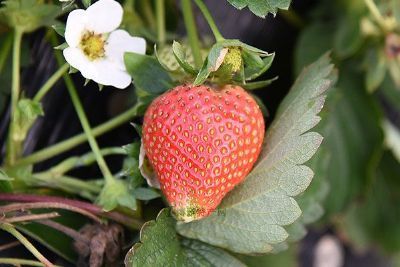 腾鳌温泉草莓，辽宁鞍山特产腾鳌温泉草莓图文介绍