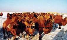 戈壁双峰红驼，内蒙古巴彦淖尔特产戈壁双峰红驼图文介绍