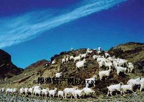 二狼山白绒山羊，内蒙古巴彦淖尔特产二狼山白绒山羊图文介绍