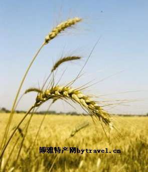 商都大麦,内蒙古乌兰察布特产商都大麦图文介绍