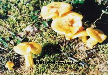 根河山野蘑菇，内蒙古呼伦贝尔特产根河山野蘑菇图文介绍