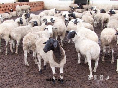 阿鲁科尔沁羊肉，内蒙古赤峰特产阿鲁科尔沁羊肉图文介绍