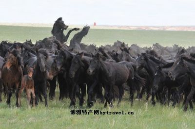 阿巴嘎黑马图文介绍