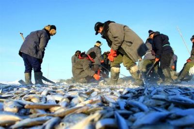呼伦湖白鱼图文介绍
