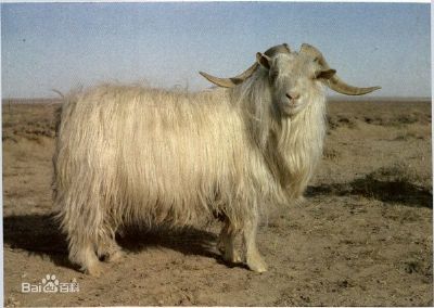 阿尔巴斯白绒山羊，内蒙古鄂尔多斯特产阿尔巴斯白绒山羊图文介绍
