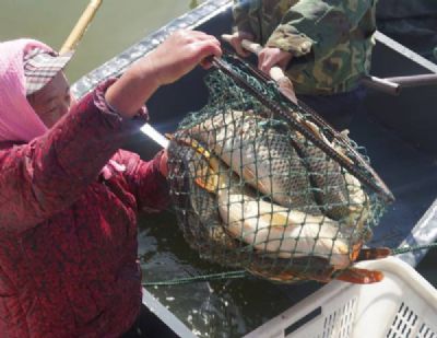 南海黄河鲤鱼，内蒙古包头特产南海黄河鲤鱼图文介绍