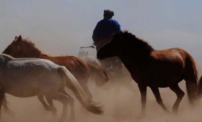 乌珠穆沁黄骠马，内蒙古锡林郭勒盟特产乌珠穆沁黄骠马图文介绍