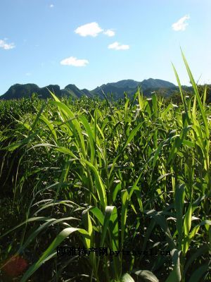 宁夏谷子，宁夏吴忠特产宁夏谷子图文介绍