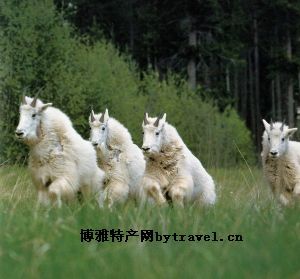 西夏石烤羊，宁夏石嘴山特产西夏石烤羊图文介绍