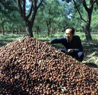 中宁圆枣图文介绍