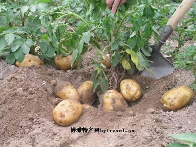 海原马铃薯图文介绍