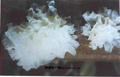 固原银耳,宁夏固原特产固原银耳图文介绍