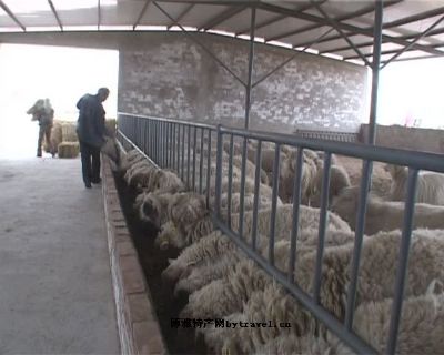 灵武山草羊,宁夏银川特产灵武山草羊图文介绍