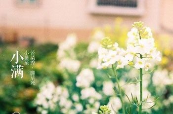 苦苦菜,宁夏石嘴山特产苦苦菜图文介绍