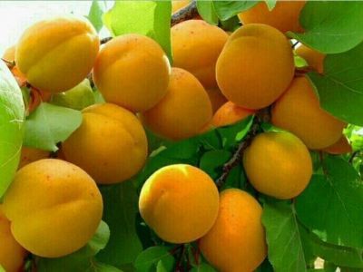 彭阳红梅杏,宁夏固原特产彭阳红梅杏图文介绍