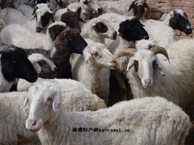 滩羊，宁夏银川特产滩羊图文介绍