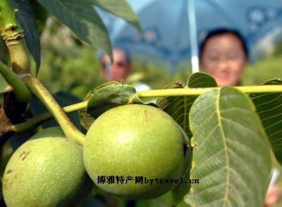 循化薄皮核桃，青海海东特产循化薄皮核桃图文介绍