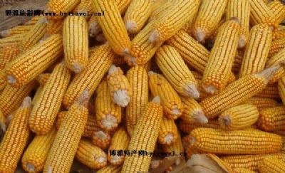 海东地区特早熟玉米，青海海东特产海东地区特早熟玉米图文介绍