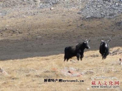 天峻牦牛，青海海西州特产天峻牦牛图文介绍