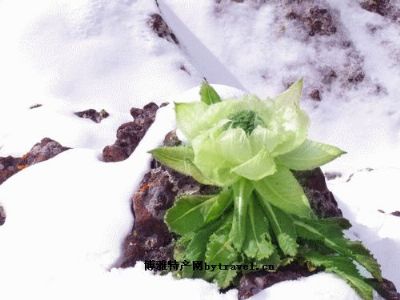 雪莲花，青海海西州特产雪莲花图文介绍