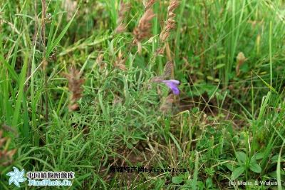 甘青青兰图文介绍