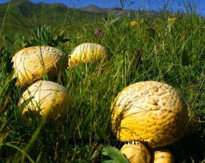 草原黄蘑菇，青海海西州特产草原黄蘑菇图文介绍