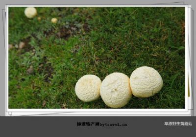 刚察黄蘑菇，青海海北特产刚察黄蘑菇图文介绍