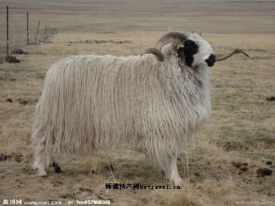 玛多藏羊，青海果洛特产玛多藏羊图文介绍