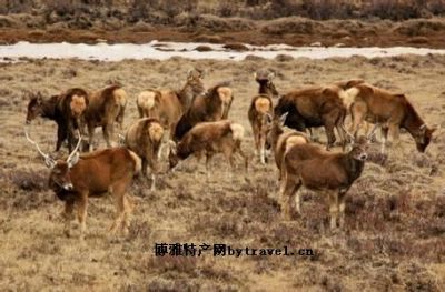 治多白唇鹿，青海玉树特产治多白唇鹿图文介绍