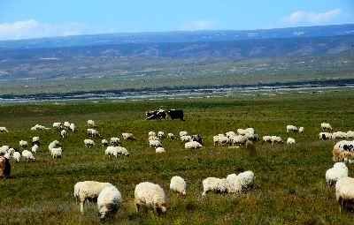 天峻藏羊，青海海西州特产天峻藏羊图文介绍