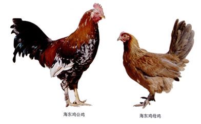 海东鸡，青海海东特产海东鸡图文介绍