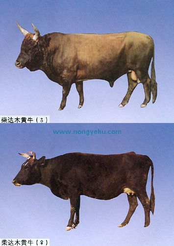 柴达木黄牛,青海海西州特产柴达木黄牛图文介绍