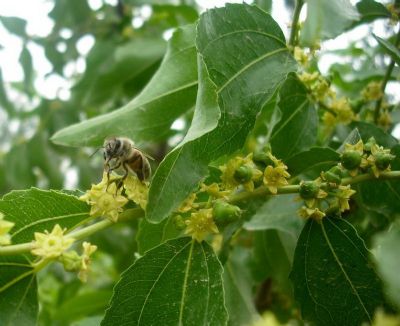 庆云枣花蜜图文介绍