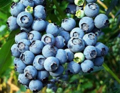 欧家夼蓝莓，山东烟台特产欧家夼蓝莓图文介绍