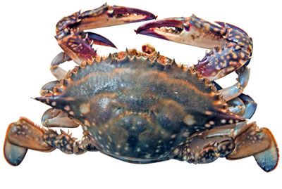 石甲红海蟹，山东威海特产石甲红海蟹图文介绍