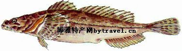 松江四鳃鲈，上海松江特产松江四鳃鲈图文介绍