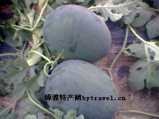 老黑皮西瓜，上海崇明特产老黑皮西瓜图文介绍