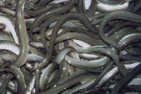 鳗鲡，上海崇明特产鳗鲡图文介绍