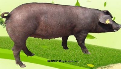 枫泾猪,上海金山特产枫泾猪图文介绍